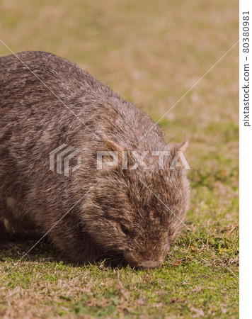 Common wombat, Kangaroo valley, NSW, Australia 80380981