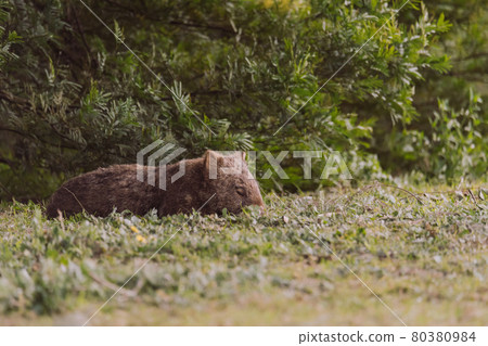 Common wombat, Kangaroo valley, NSW, Australia 80380984