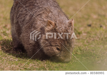 Common wombat, Kangaroo valley, NSW, Australia 80380991