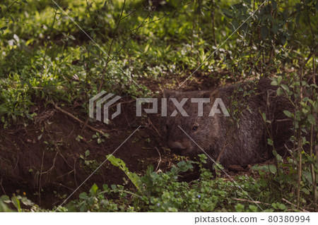 Common wombat, Kangaroo valley, NSW, Australia 80380994