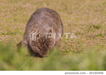 Common wombat, Kangaroo valley, NSW, Australia 80380996