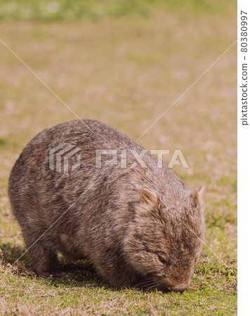 Common wombat, Kangaroo valley, NSW, Australia 80380997
