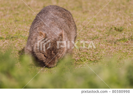 Common wombat, Kangaroo valley, NSW, Australia 80380998
