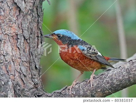 白喉岩畫眉_20130519_5633 白喉岩畫眉_20130519_5633 80381037