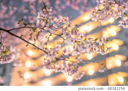 夢咲川綠色公園的夢幻夜櫻（兵庫縣姬路市廣畑區北川原町）*作品評論區拍攝位置 80381256