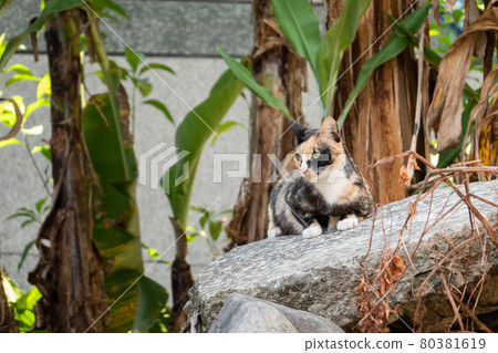 tortoiseshell stray cat 80381619