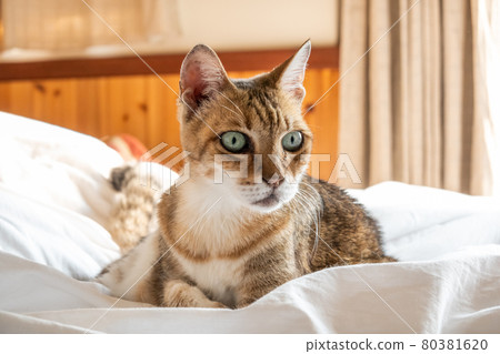 lazy and funny tabby cat 80381620