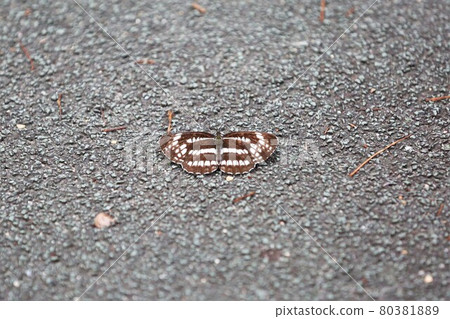 Neptis pryeri 80381889