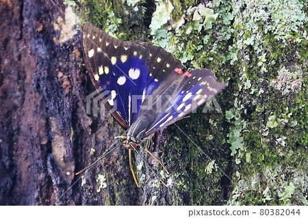 Oomurasaki Oomurasaki 80382044