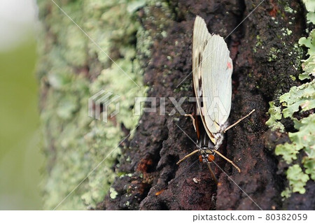 Charonda Charonda 80382059