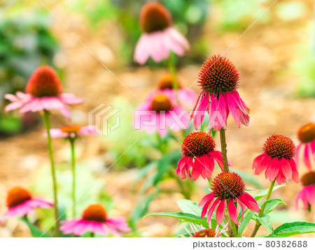 Echinacea flower with a mysterious shape 80382688