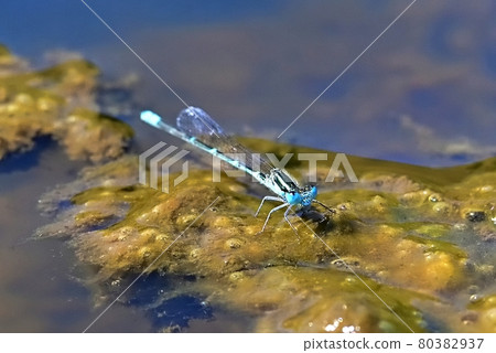 Musudo Tombo 80382937