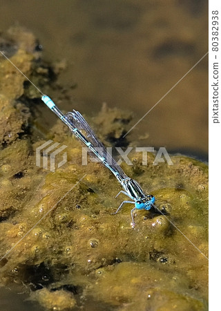 Musudo Tombo Musudo Tombo 80382938