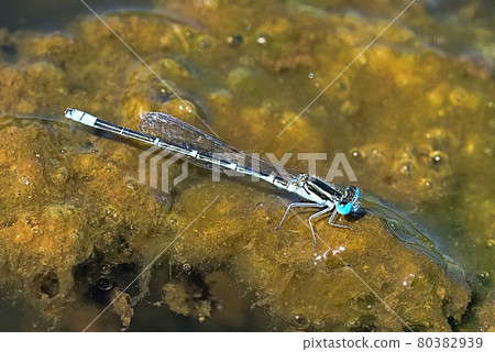 Musudo Tombo 80382939