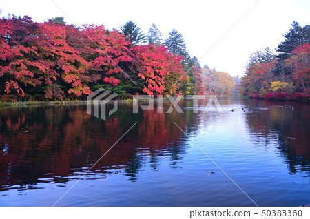 Karuizawa / Autumn Kumoba Pond 80383360