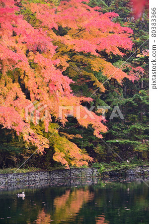 Karuizawa / Autumn Kumoba Pond 80383366