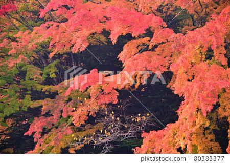 Karuizawa / Autumn Kumoba Pond 80383377