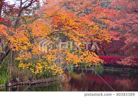 Karuizawa / Autumn Kumoba Pond 80383389