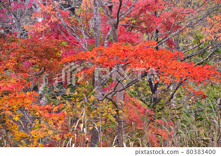 Karuizawa / Autumn Kumoba Pond 80383400