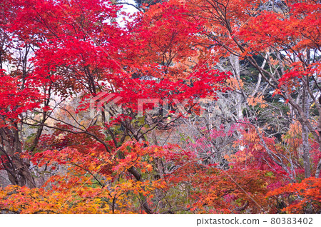 Karuizawa / Autumn Kumoba Pond 80383402