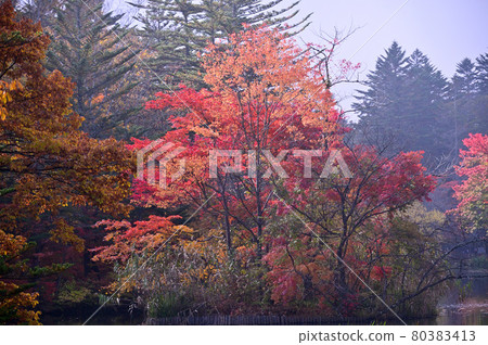 Karuizawa / Autumn Kumoba Pond 80383413
