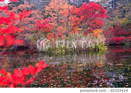 Karuizawa / Autumn Kumoba Pond 80383424