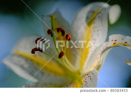 Yamayuri 女王，在陽光透過樹木的聚光燈下的主角 80383455