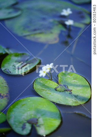 金銀蓮花/鏡子蓋（gabuta） 80383463