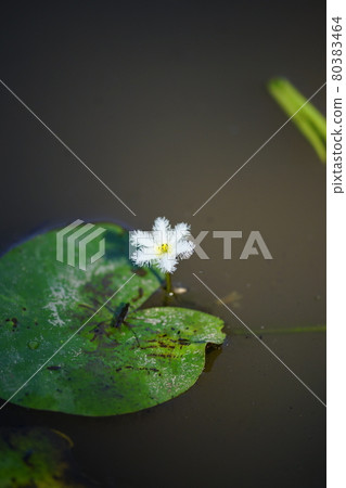 Gold and silver lotus flower / mirror cover (gabuta) Gold and silver lotus flower / mirror cover (gabuta) 80383464