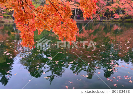秋葉的國際池塘，輕井澤 80383488