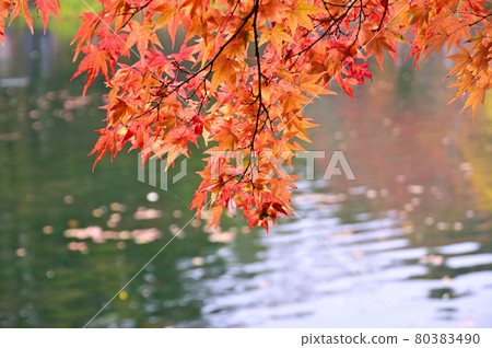 Kunisawa pond in autumnal leaves, Karuizawa 80383490