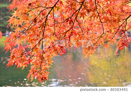 Kunisawa pond in autumnal leaves, Karuizawa 80383491