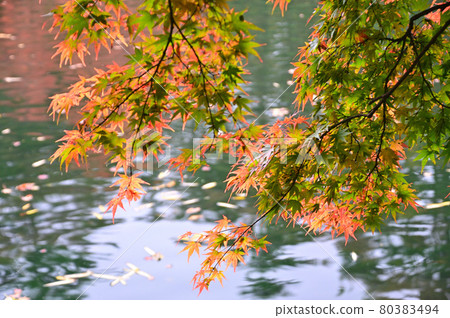 Kunisawa pond in autumnal leaves, Karuizawa 80383494