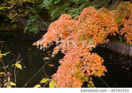 Kunisawa pond in autumnal leaves, Karuizawa 80383503