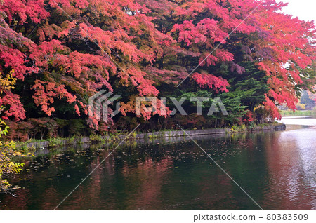 Kunisawa pond in autumnal leaves, Karuizawa 80383509