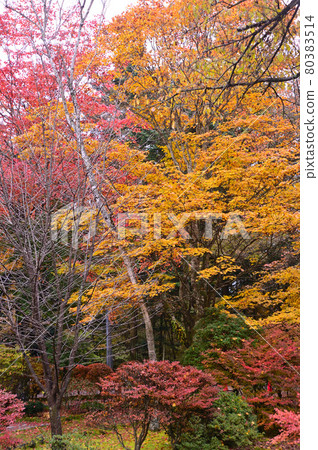Kunisawa pond in autumnal leaves, Karuizawa 80383514