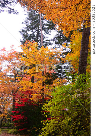 Kunisawa pond in autumnal leaves, Karuizawa 80383525
