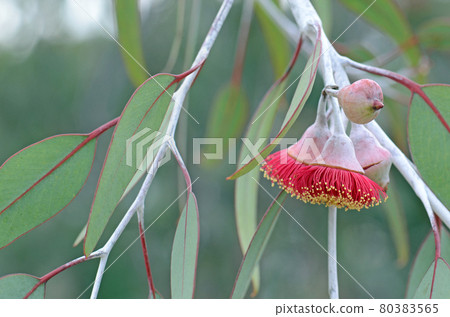 Red blossoms and grey green leaves of the Australian native mallee tree Eucalyptus caesia, family Myrtaceae. Common name is Silver Princess. Endemic to south west Western Australia Red blossoms and grey green leaves of the Australian native mallee tree Eucalyptus caesia, family Myrtaceae. Common name is Silver Princess. Endemic to south west Western Australia 80383565