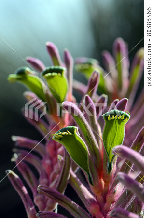 Colorful purple, green, pink Australian native Kangaroo Paw flowers, Kings Park Royale variety, family Haemodoraceae. Anigozanthos humilis and flavidus hybrid Colorful purple, green, pink Australian native Kangaroo Paw flowers, Kings Park Royale variety, family Haemodoraceae. Anigozanthos humilis and flavidus hybrid 80383566