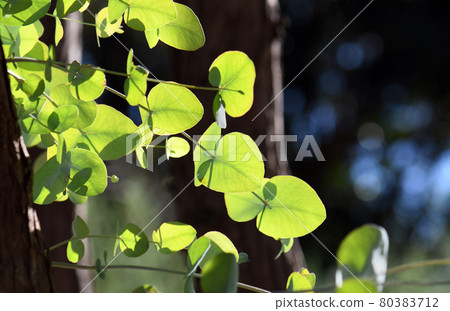 Backlit young ovate leaves of the Australian native Silver Dollar gum tree, Eucalyptus cinerea, family Myrtaceae. Also known as the Argyle Apple. Endemic to New South Wales 80383712