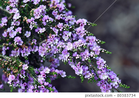 Delicate purple flowers of the Australian native shrub Thryptomene denticulata, family Myrtaceae. Endemic to Western Australia. Winter and spring flowering 80383734