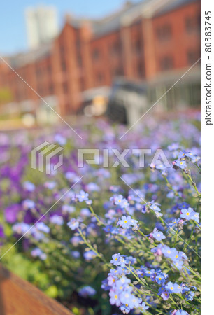 Flower @ Yokohama Red Brick Warehouse Flower @ Yokohama Red Brick Warehouse 80383745