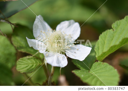 The neat white flowers of Rubus hirsutus are blooming in the green leaves 80383747