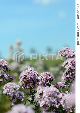 Pink flowers of an Australian Chamelaucium waxflower and Verticordia feather flower hybrid variety Paddys Pink, family Myrtaceae. Frost and drought tolerant cultivar 80383873