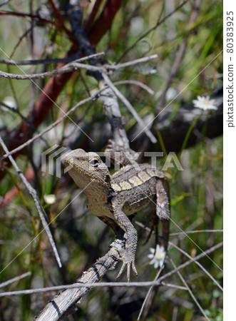 Australian native Jacky Dragon lizard, Amphibolurus muricatus, family Agamidae, on a branch in woodland in the Royal National Park, Sydney, Australia. Endemic to southeast coast of Australia Australian native Jacky Dragon lizard, Amphibolurus muricatus, family Agamidae, on a branch in woodland in the Royal National Park, Sydney, Australia. Endemic to southeast coast of Australia 80383925