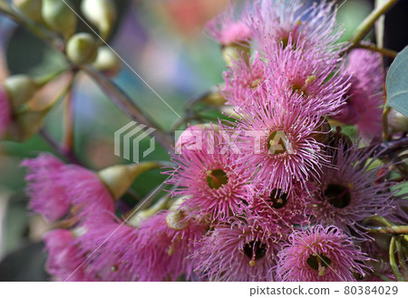 Pink blossoms of the Australian native Red Ironbark Eucalyptus sideroxylon, family Myrtaceae. Small to medium sized gum tree endemic to eastern Australia. Hardwood used for timber Pink blossoms of the Australian native Red Ironbark Eucalyptus sideroxylon, family Myrtaceae. Small to medium sized gum tree endemic to eastern Australia. Hardwood used for timber 80384029