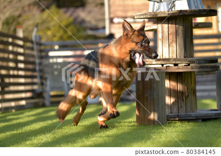 德國牧羊犬玩狗跑 德國牧羊犬玩狗跑 80384145