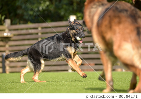 德國牧羊犬玩狗跑 80384171