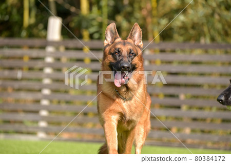德國牧羊犬玩狗跑 80384172