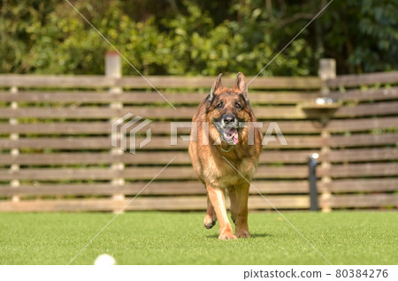 德國牧羊犬玩狗跑 德國牧羊犬玩狗跑 80384276